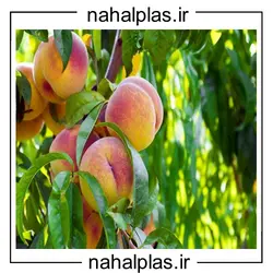 نهال هلو جوادی