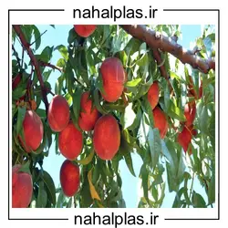 نهال هلو سرخابی