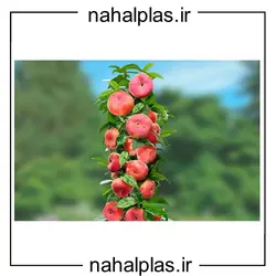 نهال هلو مالکی