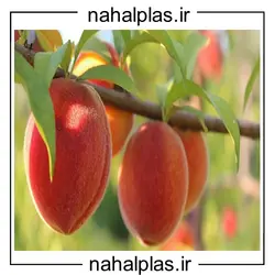 نهال هلو فرانسه