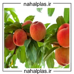 نهال هلو هسته جدا