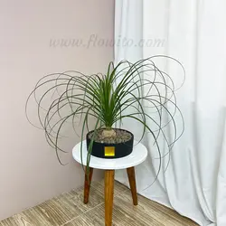 گیاه آپارتمانی بونسای لیندا - گل فروشی آنلاین فلاویتو