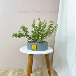 گیاه آپارتمانی کراسولا خرفه ای - گل فروشی آنلاین فلاویتو