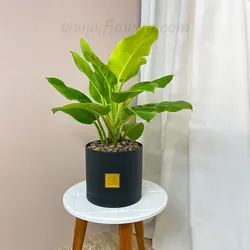 گیاه آپارتمانی فیلودندرون لیمویی - گل فروشی آنلاین فلاویتو