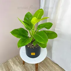 گیاه آپارتمانی فیلودندرون لیمویی - گل فروشی آنلاین فلاویتو