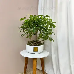 گیاه آپارتمانی بونسای شفلرا - گل فروشی آنلاین فلاویتو