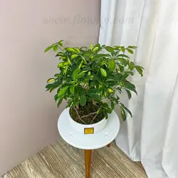 گیاه آپارتمانی بونسای شفلرا - گل فروشی آنلاین فلاویتو