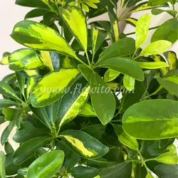 گیاه آپارتمانی بونسای شفلرا - گل فروشی آنلاین فلاویتو