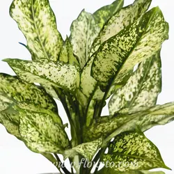 گیاه آپارتمانی آگلونما برفی - گل فروشی آنلاین فلاویتو