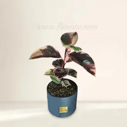 گیاه آپارتمانی فیکوس شرابی - گل فروشی آنلاین فلاویتو