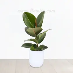 گیاه آپارتمانی فیکوس الاستیکا سبز - گل فروشی آنلاین فلاویتو