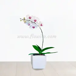 گیاه ارکیده سفید صورتی - گل فروشی آنلاین فلاویتو