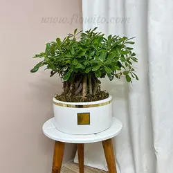 گیاه آپارتمانی میخک هندی (بونسای پیتسپروم) - گل فروشی آنلاین فلاویتو