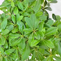 گیاه آپارتمانی میخک هندی (بونسای پیتسپروم) - گل فروشی آنلاین فلاویتو