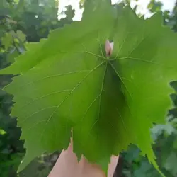 برگ سبز مو بسته بندی 2 کیلویی - بازار عمده فروشی آرمان