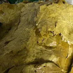 شور برگ فله آذربایجان - بازار عمده فروشی آرمان