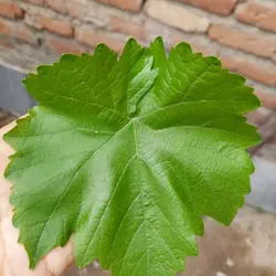 شور برگ فله مخصوص بسته بندی کارخانه ای - بازار عمده فروشی آرمان
