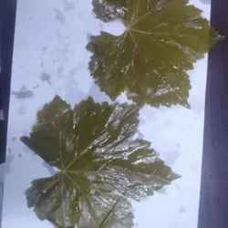 شور برگ فله مخصوص مصارف فروشگاهی و خانگی و رستورانها ومغازه هاو پخش - بازار عمده فروشی آرمان