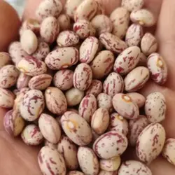 لوبیا چیتی بوجارشده درجه یک کیلویی - بازار عمده فروشی آرمان