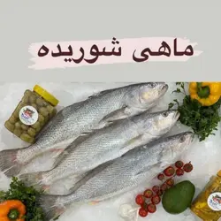 ماهی شوریده درجه یک جنوب کیلویی - بازار عمده فروشی آرمان