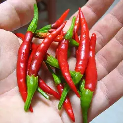بذر فلفل تند هیبرید میناکشی | Meenakshi hot pepper
