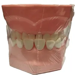 ماکت(مولاژ) دهان و دندان