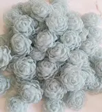 گل‌ رز پیونی