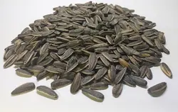 تخمه آفتاب گردان سنجابکی نمکی درشت