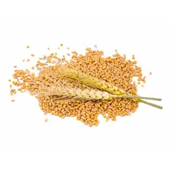 گندم پاک شده ممتاز اصفهان