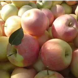 نهال سیب گلاب (سیب تابستانی)