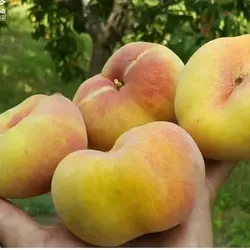 نهال هلو انجیری زعفرانی اصلاح شده