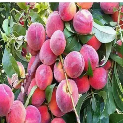 نهال هلو 60روزه