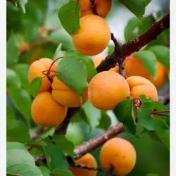 نهال زردآلو پرتقالی