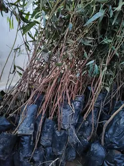 نهال اکالیپتوس