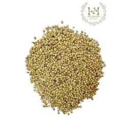 تخم گشنیز