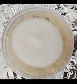 نژاد قارچ کوردیسپس میلیتاریز cordyceps militaris strain