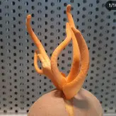 نژاد قارچ کوردیسپس میلیتاریز cordyceps militaris strain