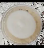 نژاد قارچ کوردیسپس میلیتاریز cordyceps militaris strain