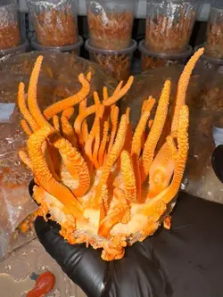 قارچ کوردیسپس میلیتاریز خشک شده بسته 20 گرمی cordyceps militaris