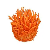 قارچ کوردیسپس میلیتاریز خشک شده بسته 20 گرمی cordyceps militaris