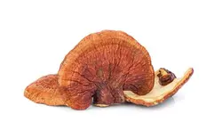 قارچ گانودرما لوسیدم  بسته 100 گرمی (ریشی)