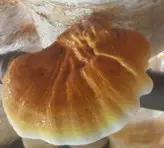 قارچ گانودرما لوسیدم  بسته 100 گرمی (ریشی)