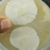 پلیت قارچ یال شیر یا هریسیوم Lions mane mushroom strain