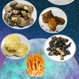 پلیت قارچ یال شیر یا هریسیوم Lions mane mushroom strain