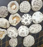 قارچ شیتاکه ژاپنی خشک بسته  یک کیلویی