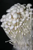 قارچ انوکی خشک شده بسته 50 گرمی Dried Enoky mushroom