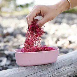 ظرف بیضی دو عددی SnapBox OVAL BIO - لایت مای فایر