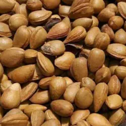 بادام کوهی (تلخ)