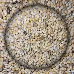 ارزن و کتان مخلوط غذای عروس هلندی و کوتوله برزیلی 1 کیلو گرم