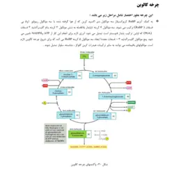 دانلود جزوه گیاه شناسی 1 | عصر گرافیک